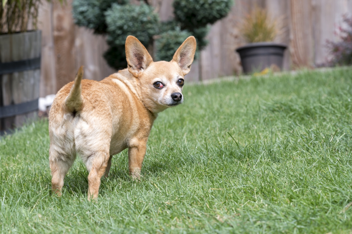 Adenocarcinoma del sacco anale (seno paranale) del cane